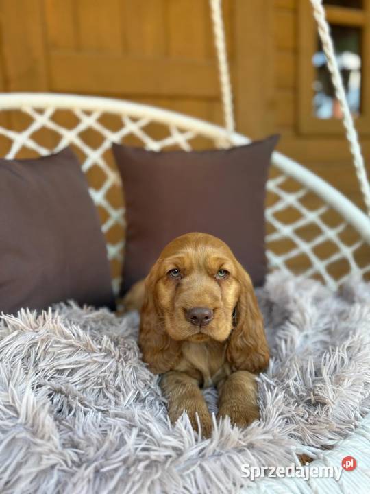 Wyjątkowy Piesek Cocker Spaniel Angielski złoty Warszawa sprzedam