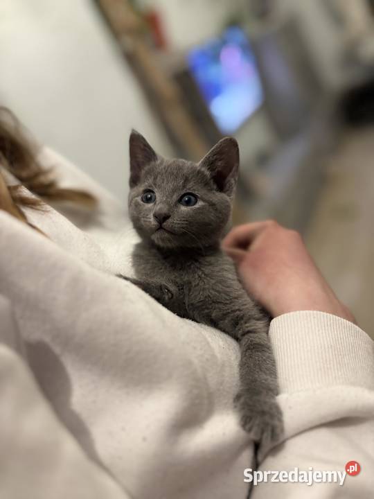 Kocurek Rosyjski Niebieski Jaczów