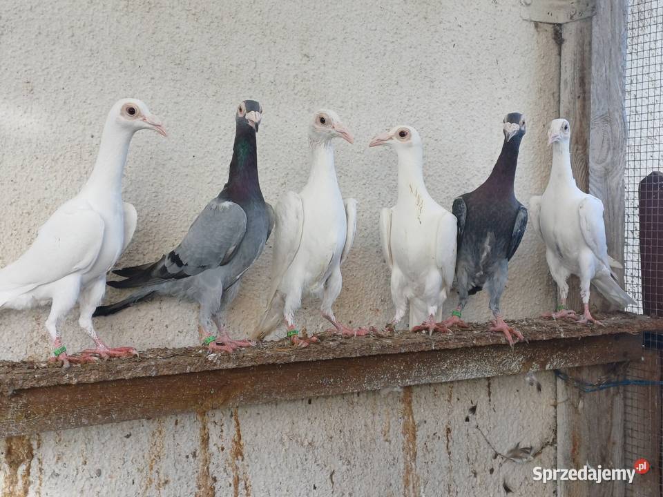 Gołębie ozdobne karier kariery młode 2025r Wągrowiec