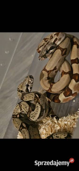 Boa imperator młodziaki 2025 samiczki Gady i płazy Słupsk sprzedam