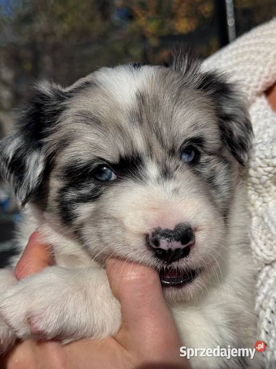 Border collie blue merle niebieskie oczy rodowód Dziekanów Leśny