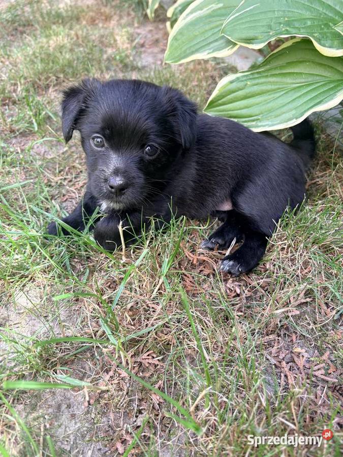 Suczki i piesek Maltipoo F1B z rodowodem szukają Zwierzęta Puławy