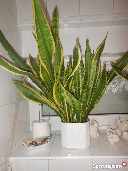 SANSEVIERIA Kirkii sansevieria wysokość ok 60 Poznań