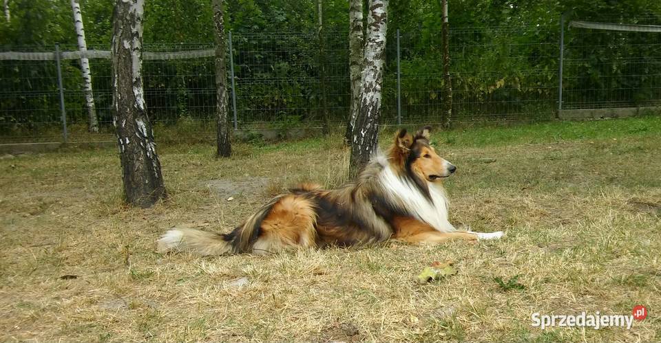 Owczarek szkocki Collie szczeniaczki tricolor łódzkie Bełchatów