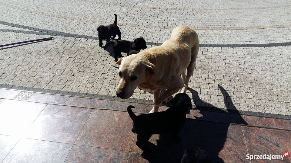 Oddam w ręce lablaorki Psy łódzkie Błaszki