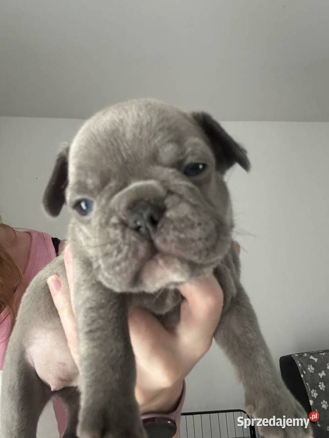 Buldog francuski Malbork