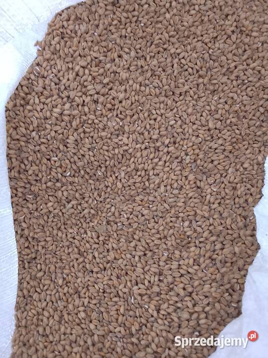 Pszenica workowana Kończyce Małe sprzedam