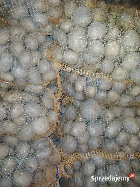 Ziemniaki jadalne Biała Rawska sprzedam