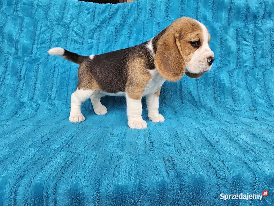 Szczeniaki beagle Polesie