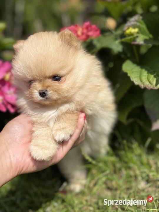 Szpic miniaturowy Pomeranian 700g Boo Szpic miniaturowy Zwierzęta