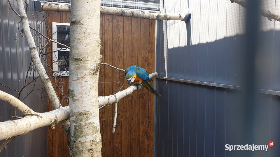 Sprzedam Ary Konury Wielichowo sprzedam