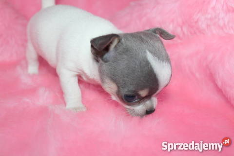 Malutka sunia CHIHUAHUA Sobótka