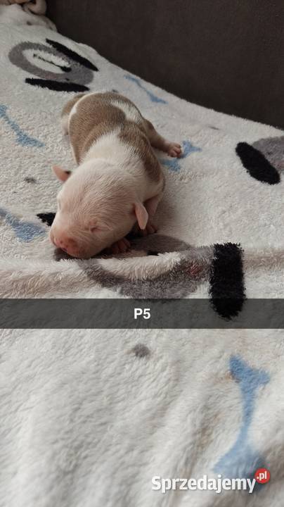 Amstaff Szczeniąta Błękitno Płowe Liliowe Blue Strzałków