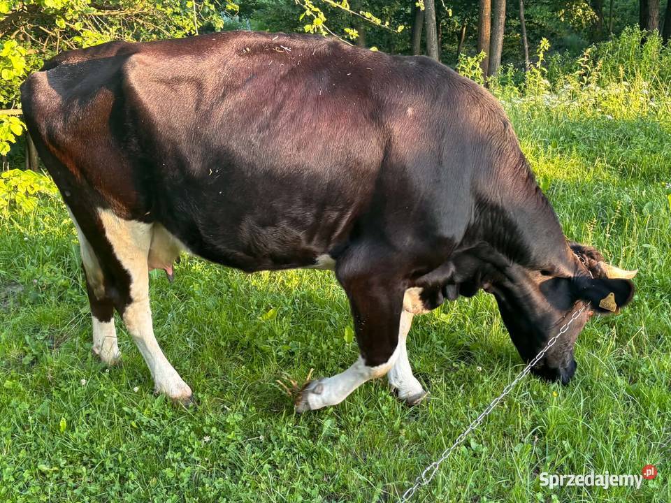 Sprzedam krowę mleczną Kraśnik