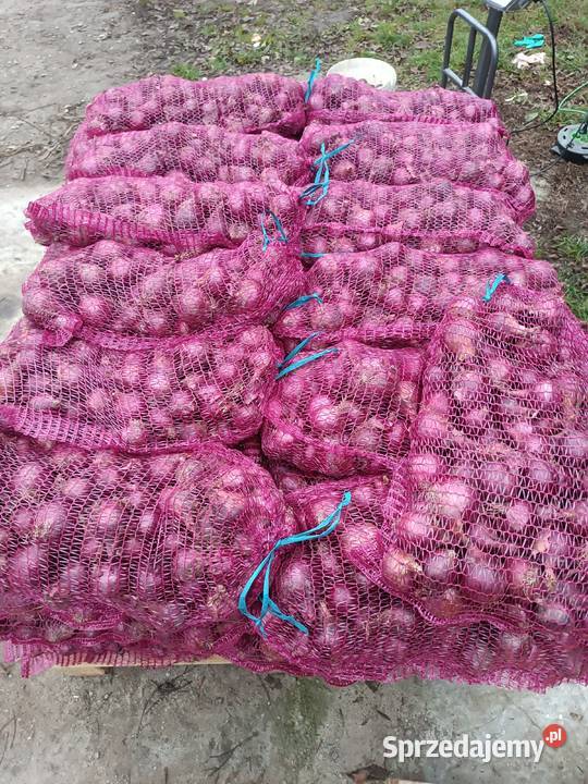 Sprzedam cebulę mazowieckie Podmarszczyn