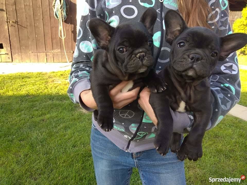 Buldożki francuskie Buldog francuski podkarpackie Frysztak