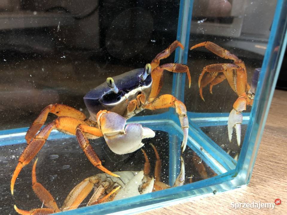 Tęczowy Krab Justynów