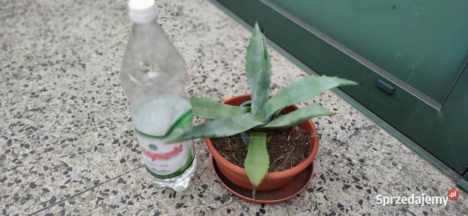 Agawa piękna ukorzeniona sadzonka 5 letnia Ogród mazowieckie Józefów