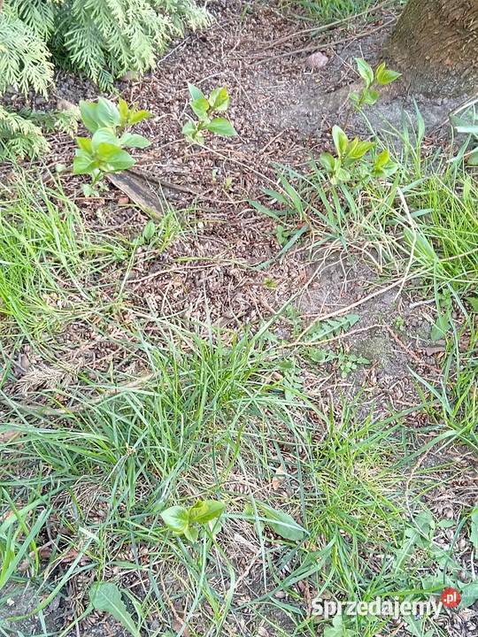 Bez lilak dwukolorowy Olesno