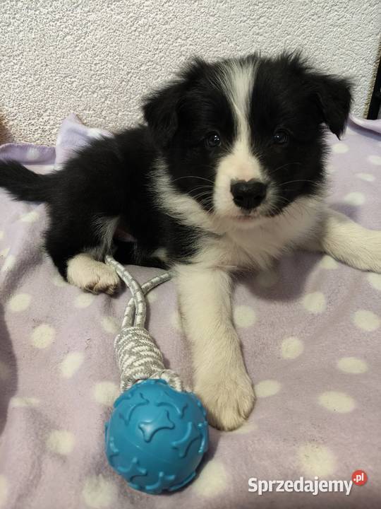 Szczeniak Border Collie ZKwP FCI Pozostałe Kolonowskie sprzedam