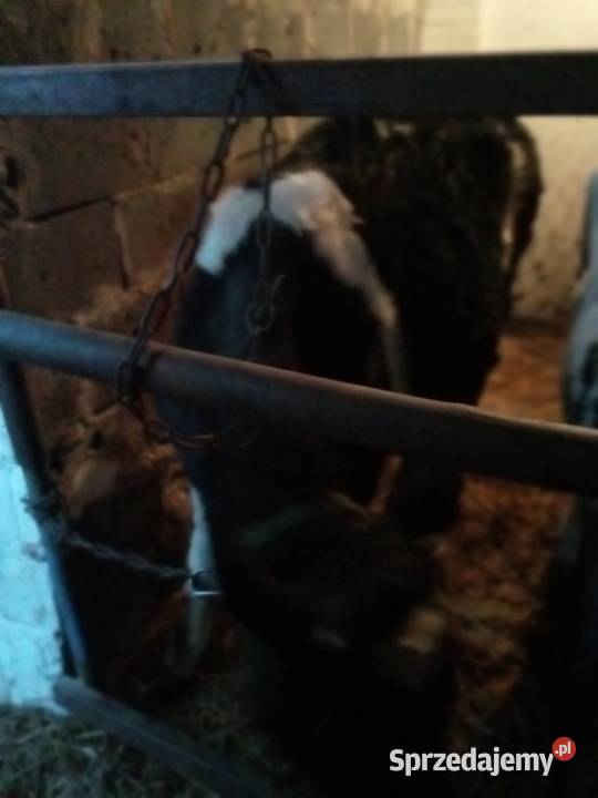Sprzedam jałówkę Wójcin A