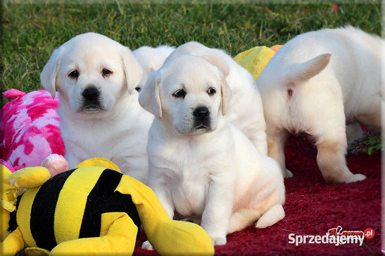 Labrador żółtebiszkoptowe szczenięta ZKWP FCI Chynów