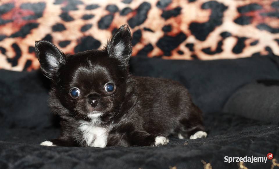 Chihuahua długowłosy chłopiec ZKwP FCI z Świnoujście sprzedam