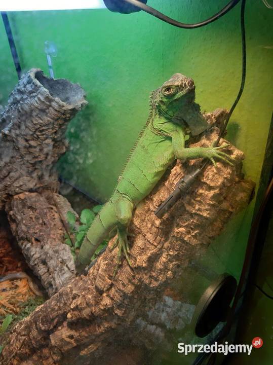 Sprzedam Legwana z całym wyposażeniem Szczecin