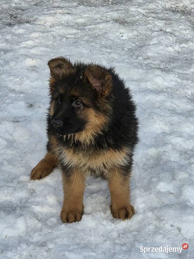 Owczarek niemiecki długowłosy szczeniak sprzedam