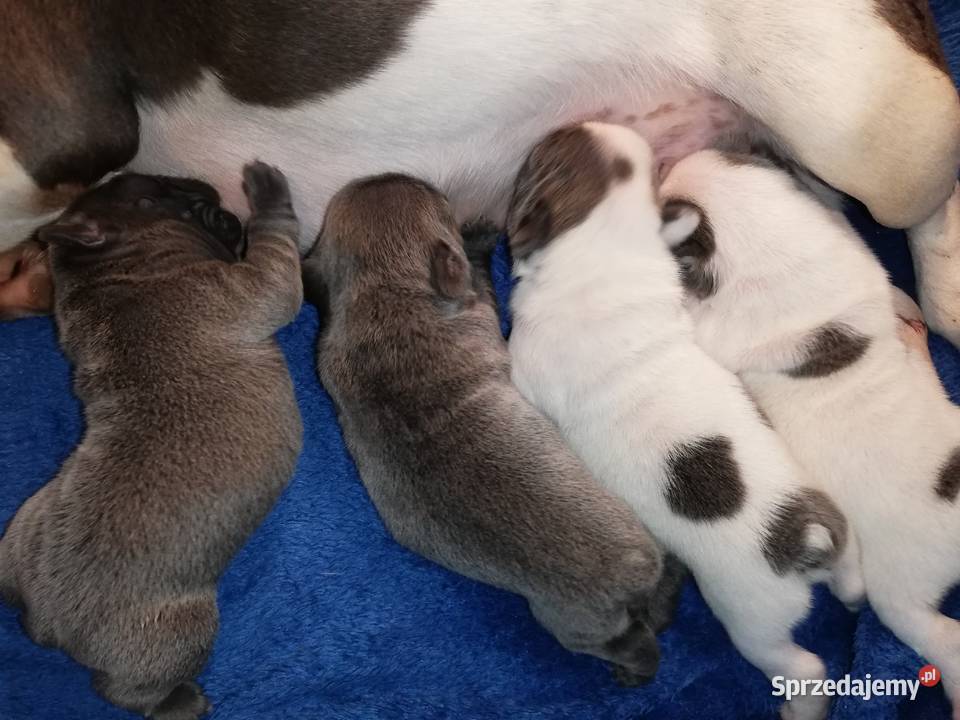 buldog francuski niebieskie i białoniebieskie Borzęcin