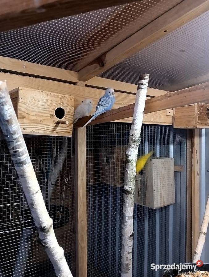 Papugi faliste Parczew