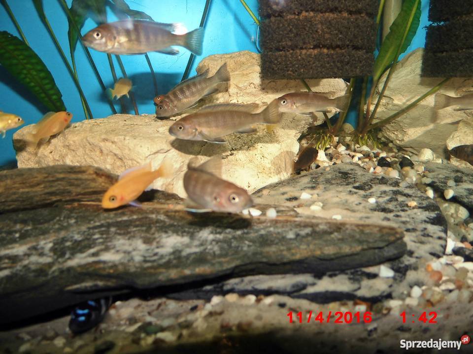 Pyszczaki Pseudotropheus Flavus Kraków