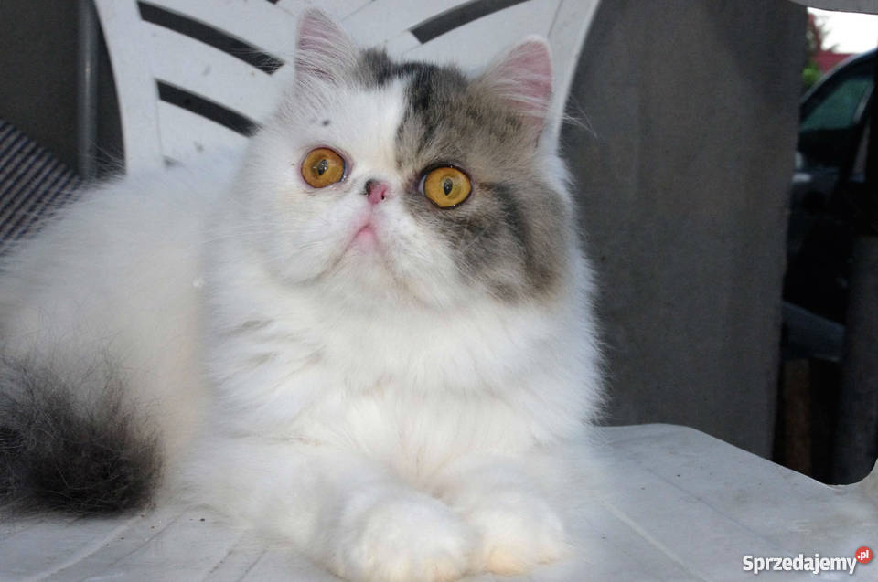 Pers Śliczny Kocurek Kastrat Koty mazowieckie Dawidy Bankowe