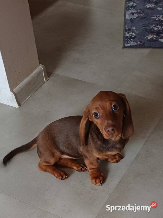 Jamnik miniaturowy Starogard Gdański