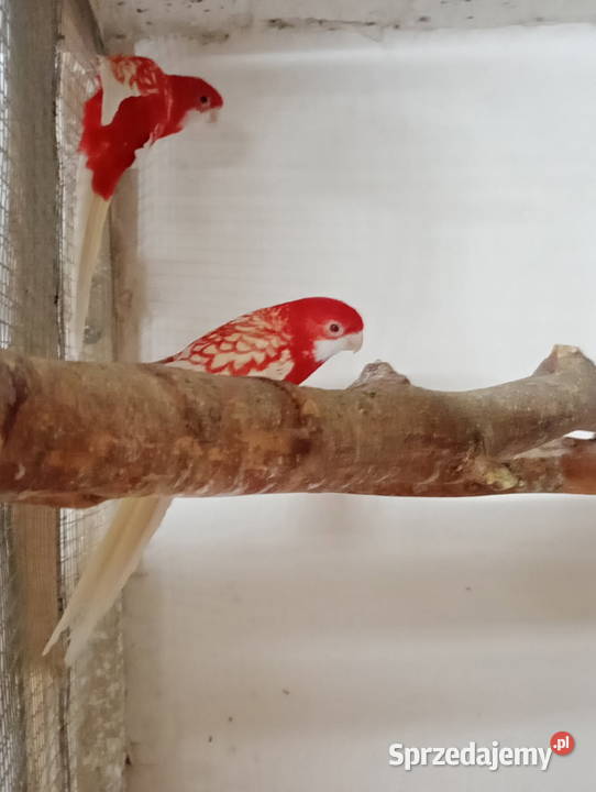 Ptaki samce i samice śląskie Chudów