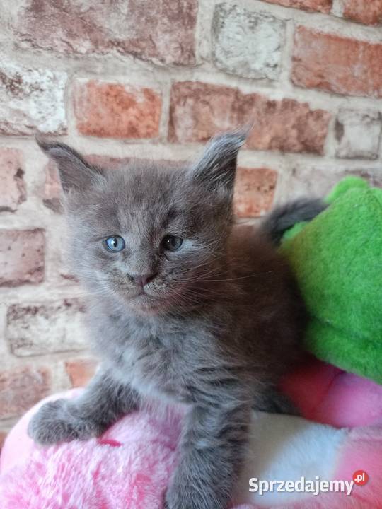 Rezerwacja Maine Coon Kcynia