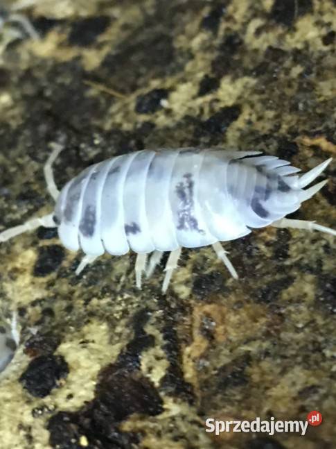 Stonogi Porcellio laevis dairy cow 30 sztuk Pozostałe małopolskie Kraków sprzedam