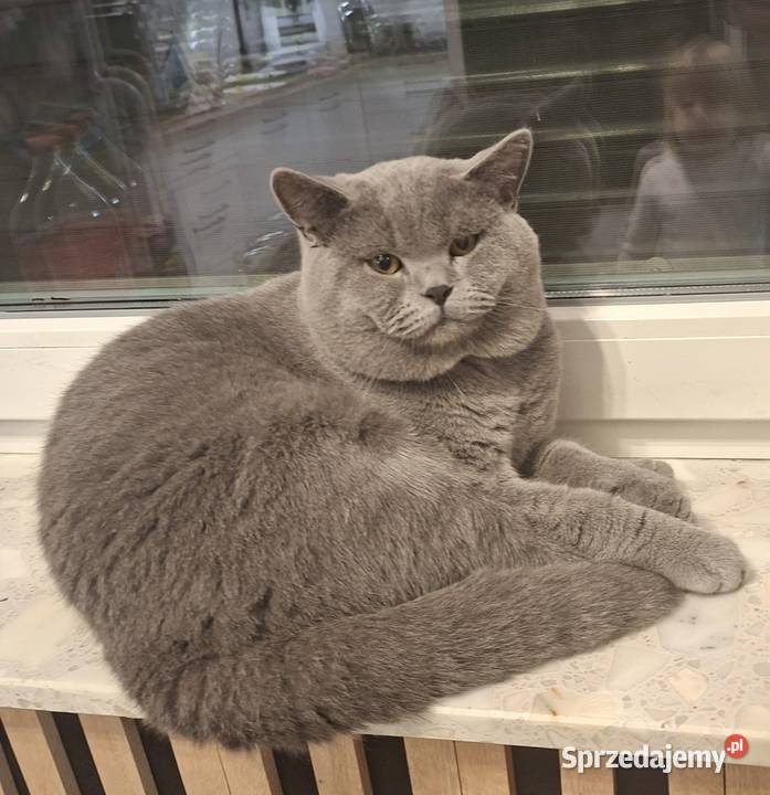 Kot brytyjski Chróścin