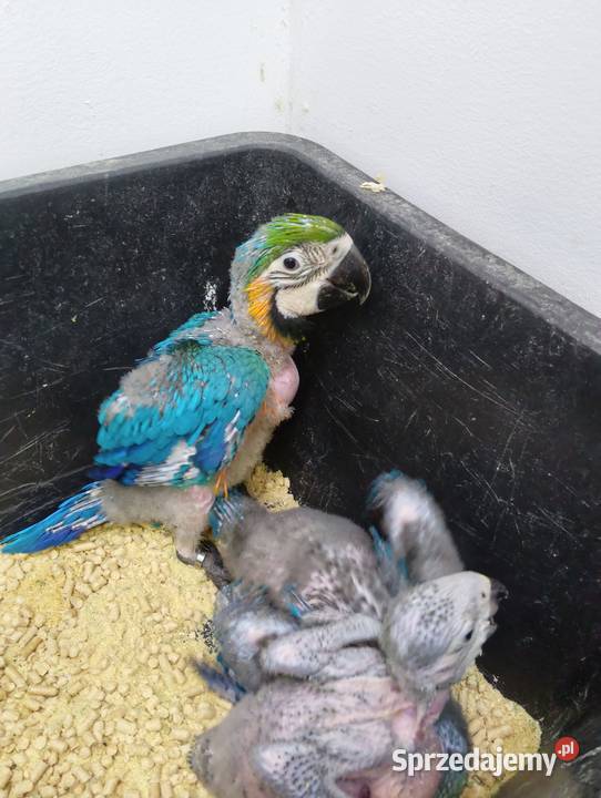 Sprzedam Aleksandretty świergotki i inne ptaki Kalisz