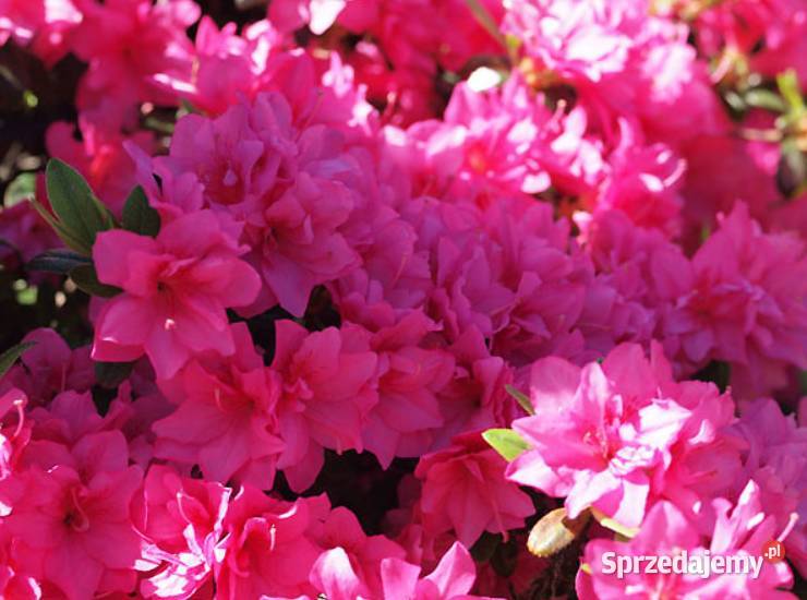 Azalia Japońska miniaturka ogrodowa Liściaste Knurów