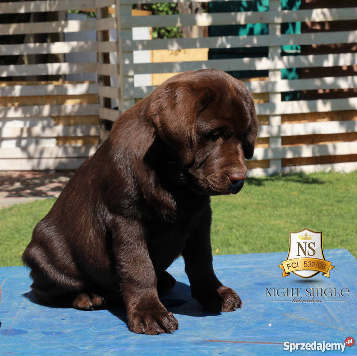 Czekoladowe szczenięta labrador retriever w Psy Warszawa sprzedam
