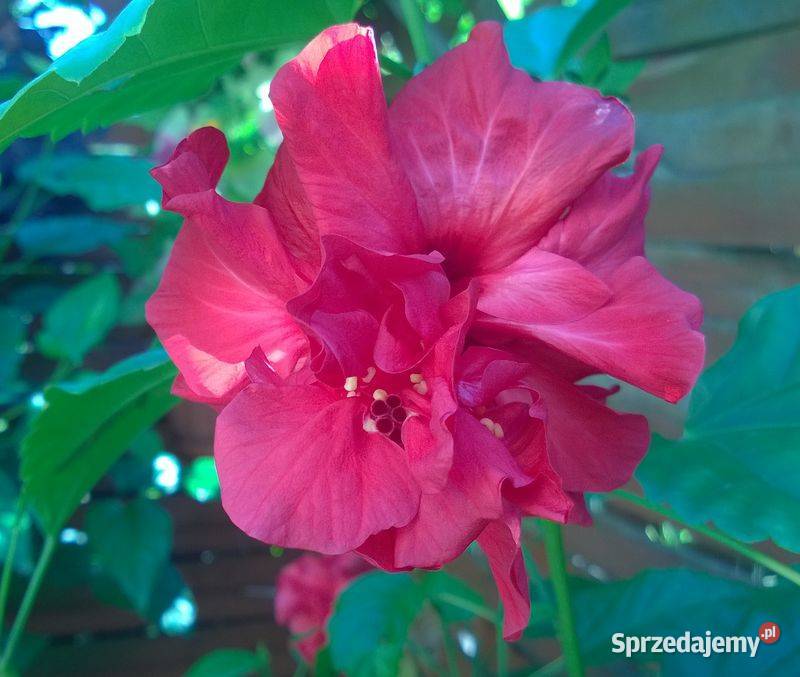 Róża chińska pełna czerwona hibiskus ketmia