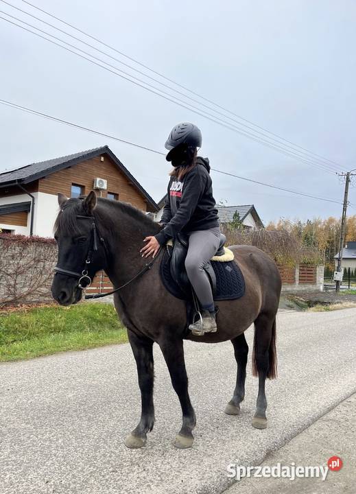 Wałach huculski 8 lat małopolskie Rzuchowa