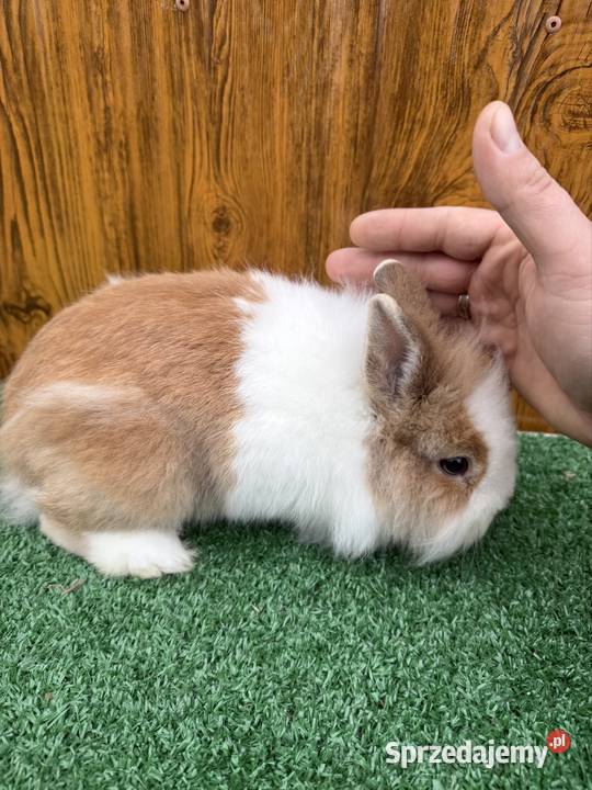 Miniaturka samczyk Gryzonie Chocznia