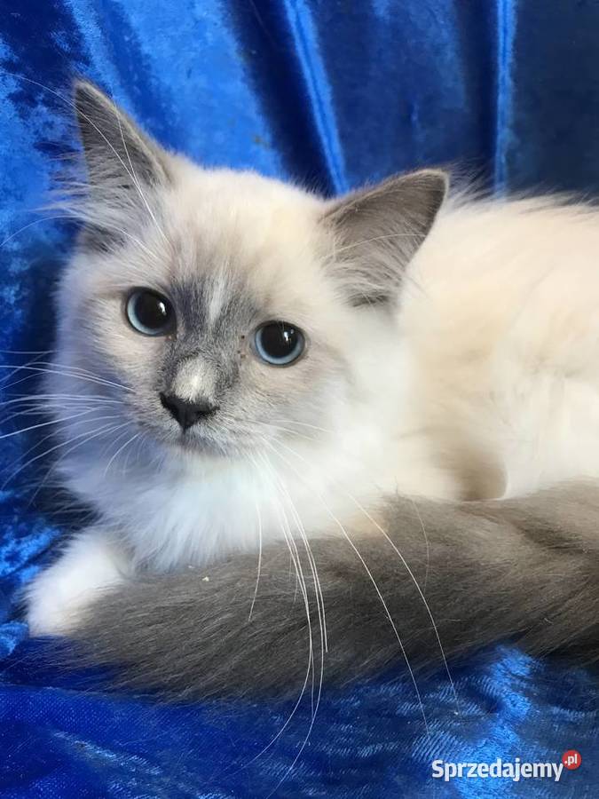Kocięta Ragdoll z rodowodem FPL Brzeg