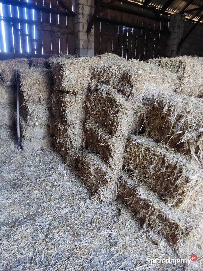 słoma w kostce ze stodoły 500 Chełm