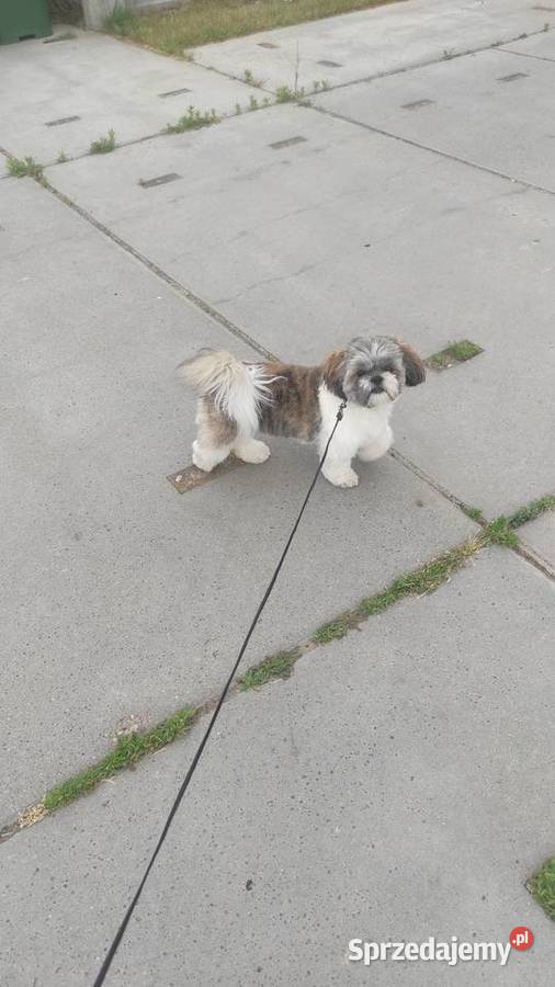 Reproduktor Shih tzu Ostrołęka