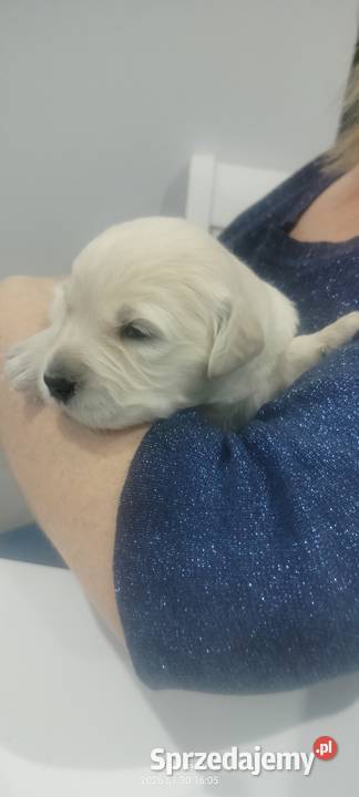 Golden retriever szczenięta Sandomierz