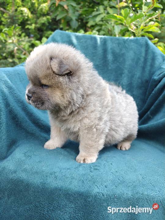Wzorcowe Chow Chow Czał Czał doskonały exterrier Krapkowice