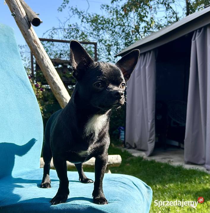 Chihuahua maleńki chłopczyk ZkwP świętokrzyskie Raczyce